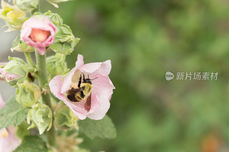 大黄蜂趴在粉红色蜀葵花的雄蕊上