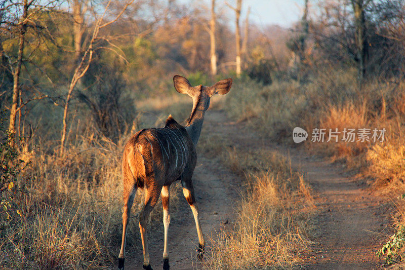 南非:克鲁格国家公园的大Kudu