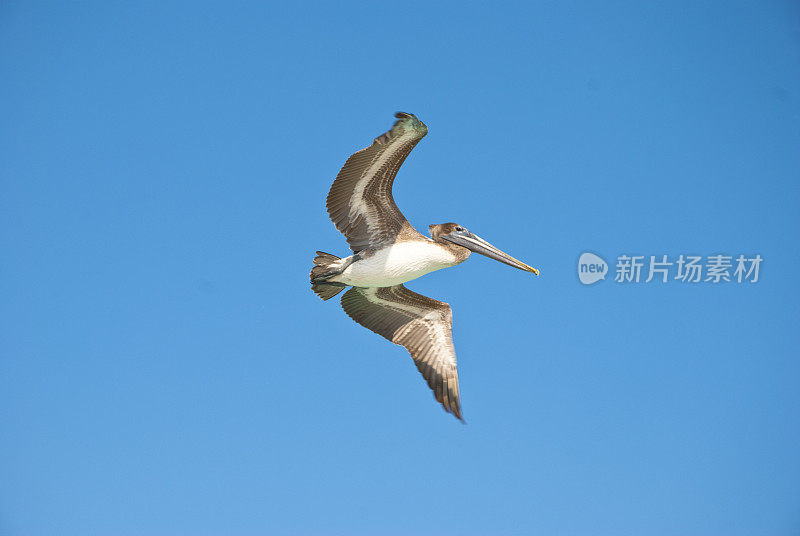 飞行鹈鹕