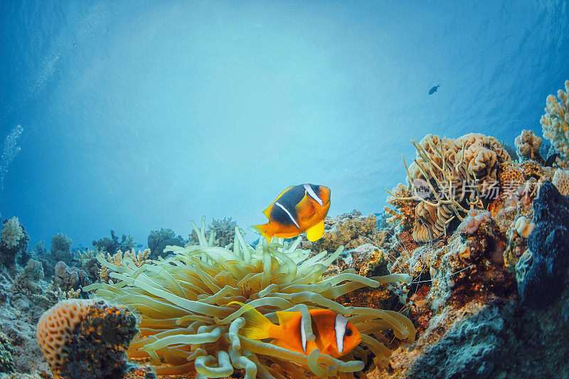 海洋生物-海葵小丑鱼