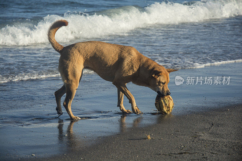 棕色湿狗在海洋狗公园玩