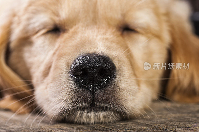 一个7周大的熟睡金毛猎犬的特写