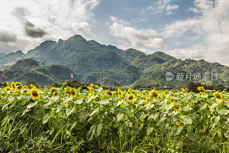 向日葵田在泰国与山区的背景