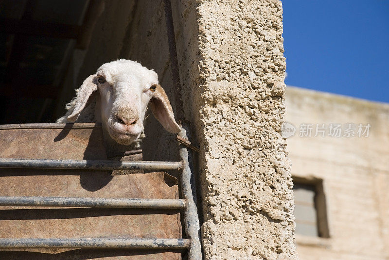 在一个巴勒斯坦村庄的羊圈里的羊