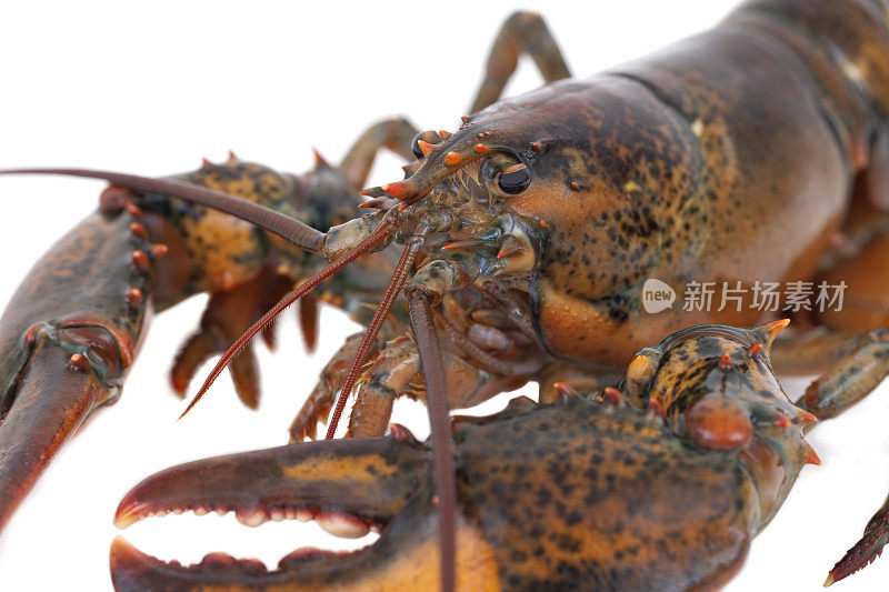 活龙虾特写