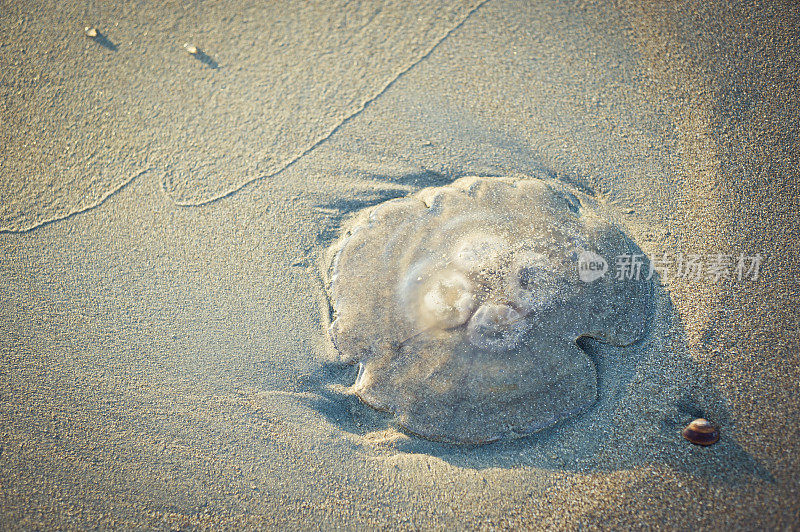 荷兰海滩上的死水母