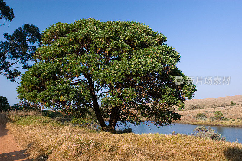 Nyika-Plateau