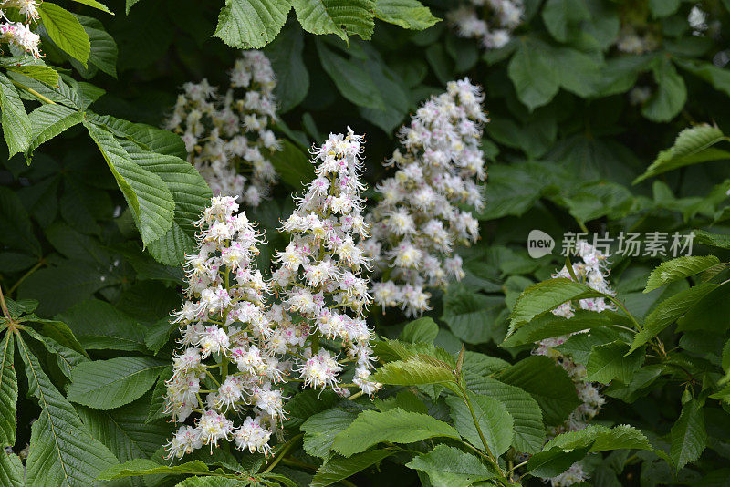 马chesnut开花。