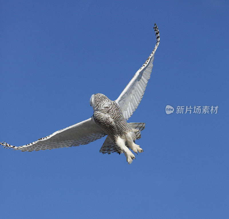 雪鸮