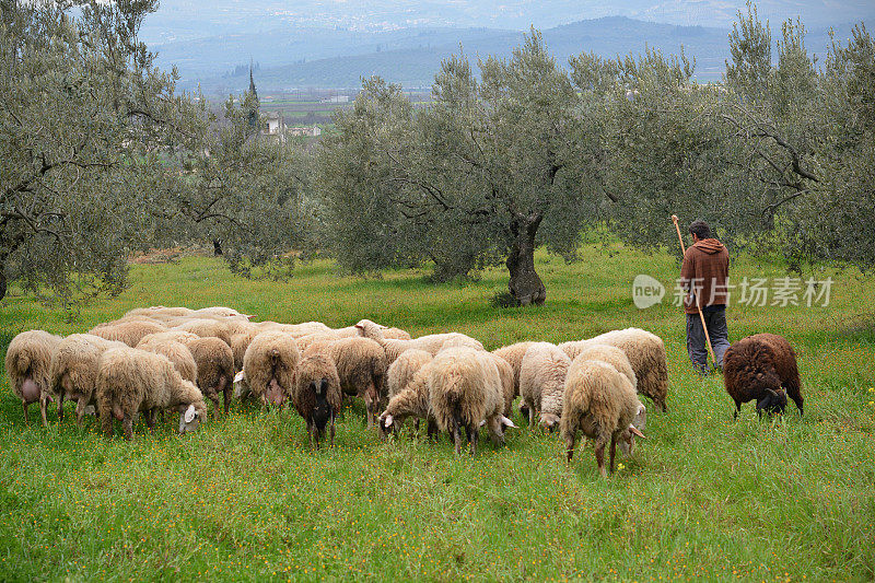 牧羊人和绵羊的场景