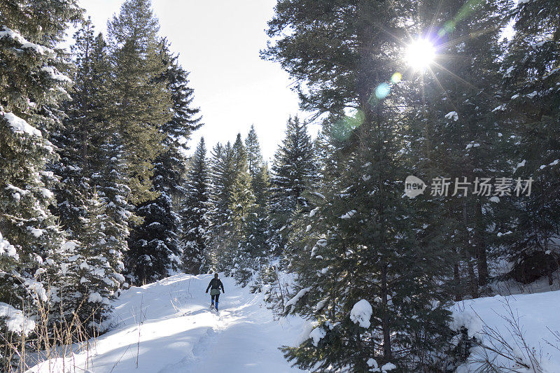 冬天的雪鞋雪常绿的松林山小径科罗拉多