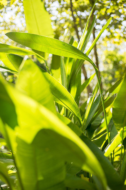 绿色植物