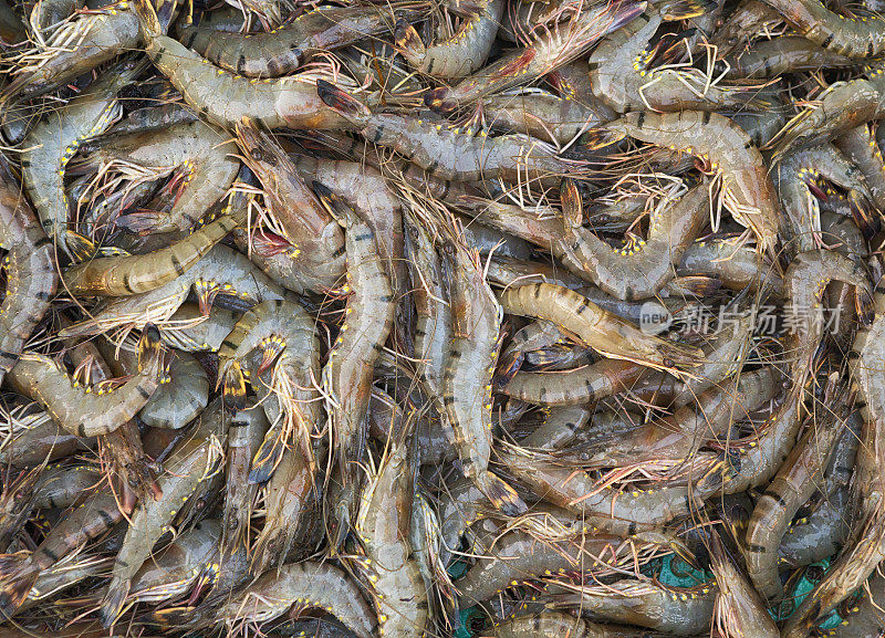 斯里兰卡尼甘博鱼市出售大虾