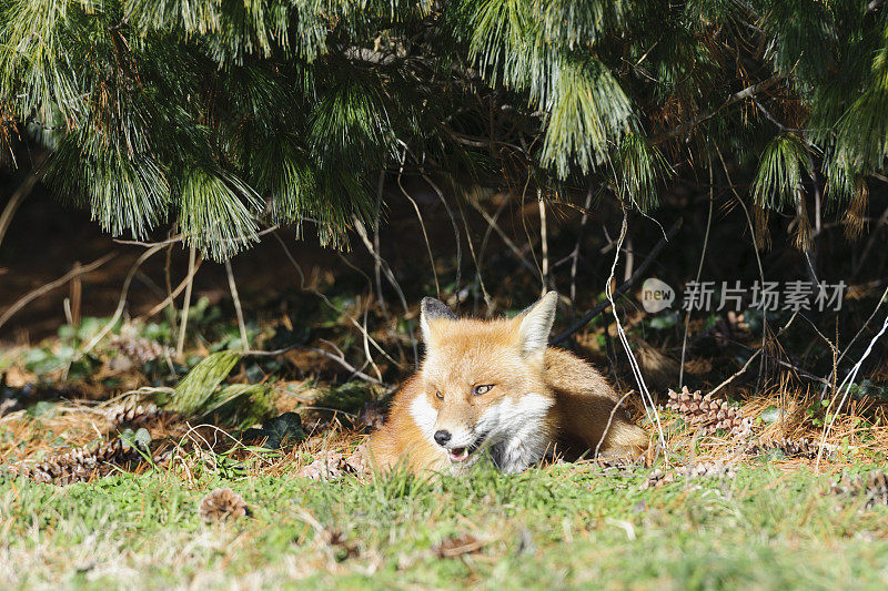 在华盛顿特区杰斐逊纪念堂附近晒太阳的狐狸