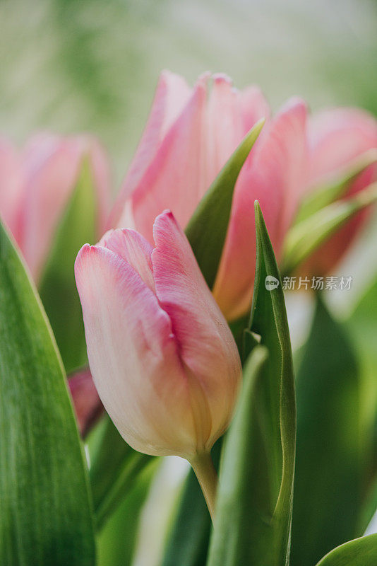 粉色郁金香花