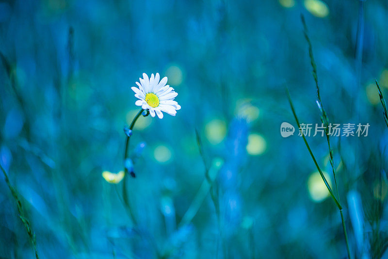 野草和野花选择性聚焦自然抽象背景