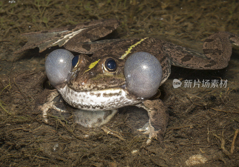 摩尔蛙，伊西克库尔湖，吉尔吉斯斯坦