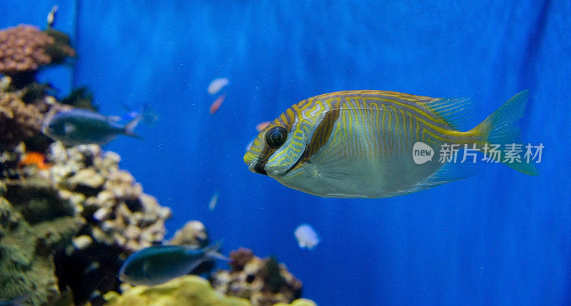 礁水族馆