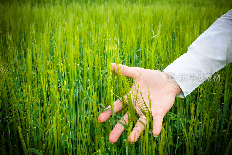 女人的手触摸着绿色的小麦