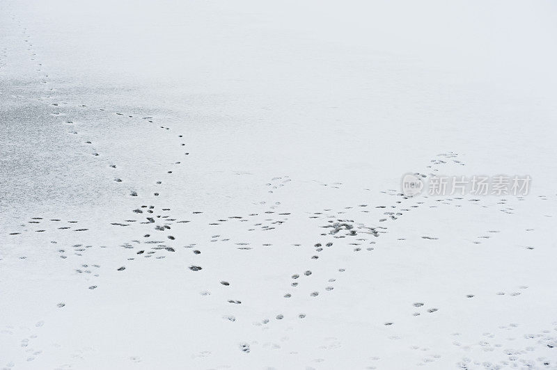 雪地上的脚印