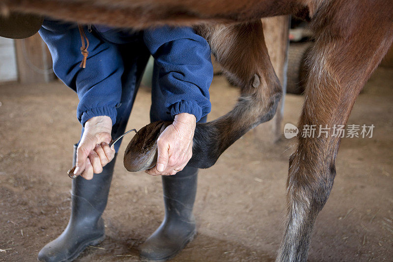 在科罗拉多州的谷仓里清洗马蹄