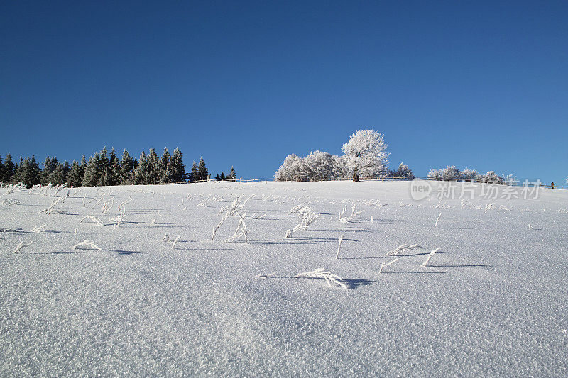 黑森林冬天的雪景