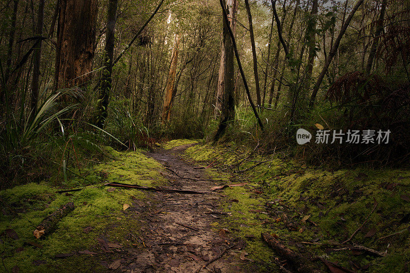 热带雨林的路径