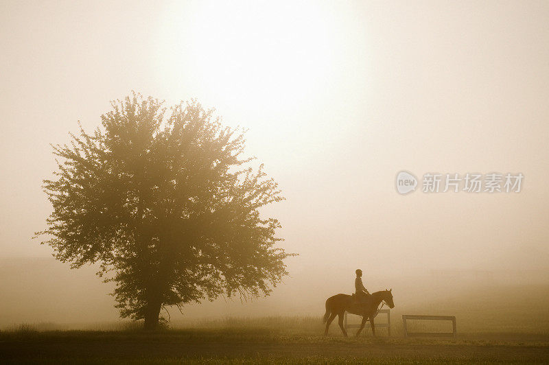 雾天早晨的马和骑手