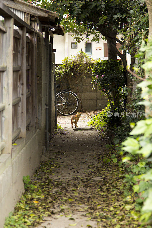 野猫