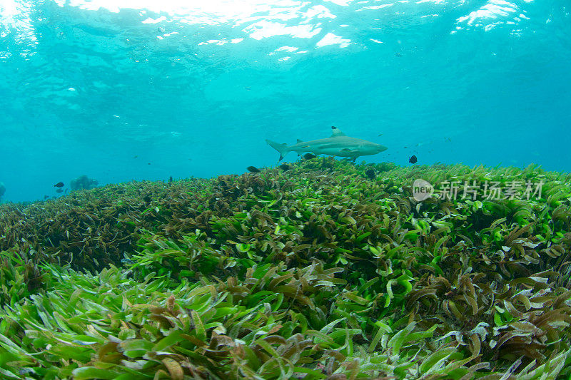 海草床和鲨鱼