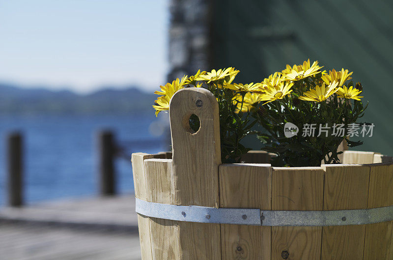 挪威峡湾码头上挂着一桶黄花