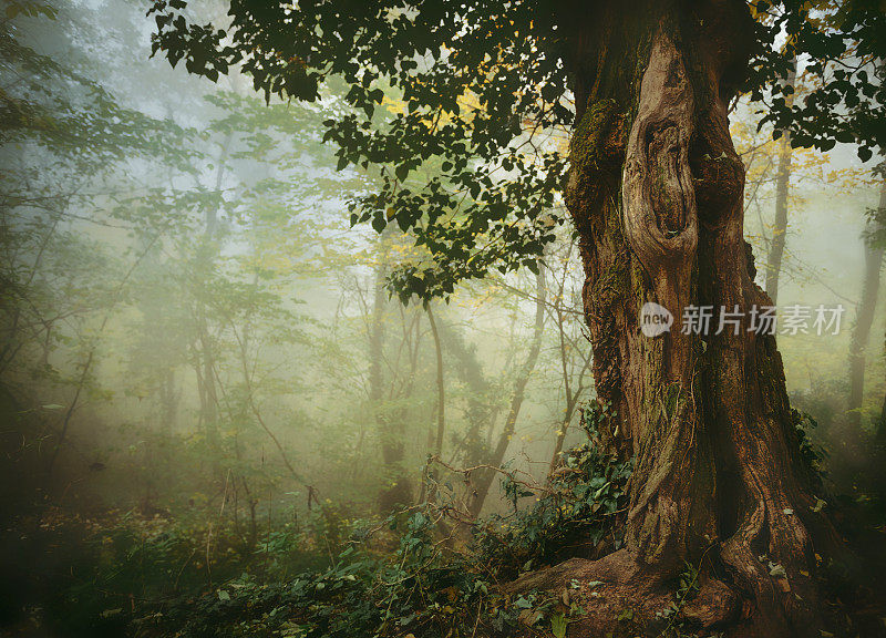 迷雾森林里的一棵老树