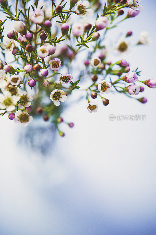 精致美丽的新鲜蜡花花瓶在蓝色的背景