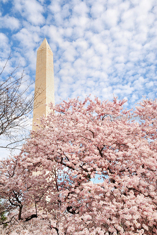 春天在华盛顿特区华盛顿纪念碑附近