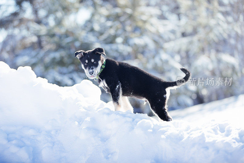 西伯利亚寻回犬幼犬10周大