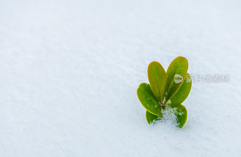 绿色的植物从冰雪中探出头来