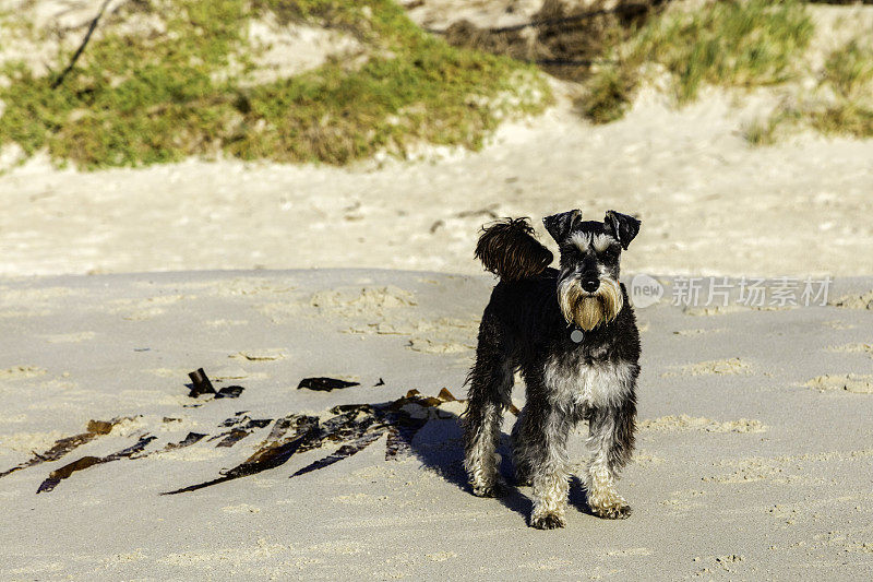 海滩上的雪纳瑞犬