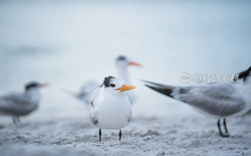 沿海的皇家燕鸥