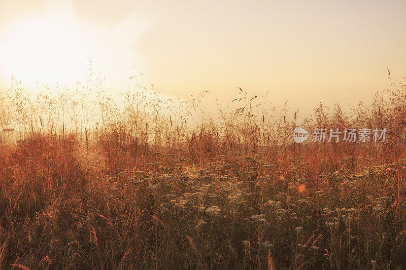 日落山景观风景山景与野花高山草甸