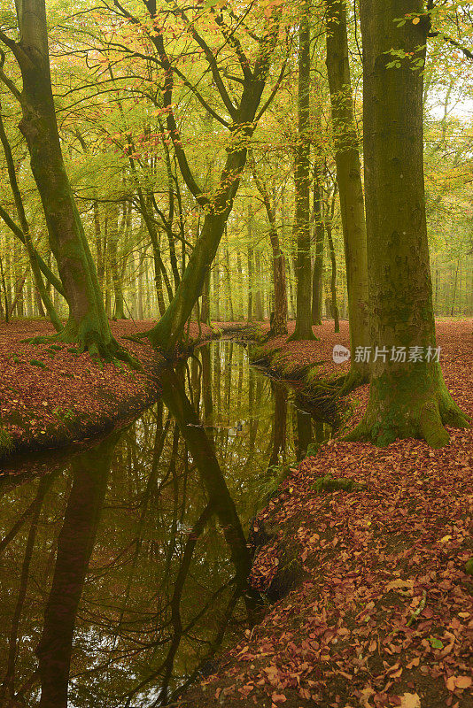 秋天山毛榉树森林小溪