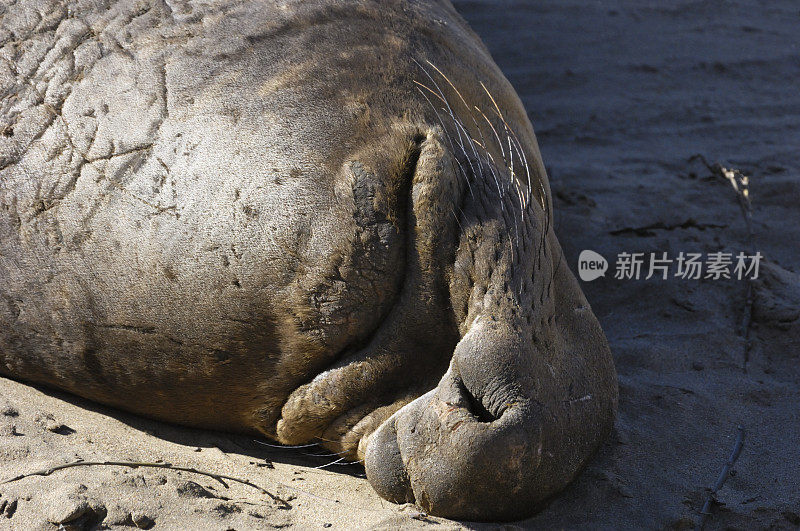 野生海象在沙滩上休息