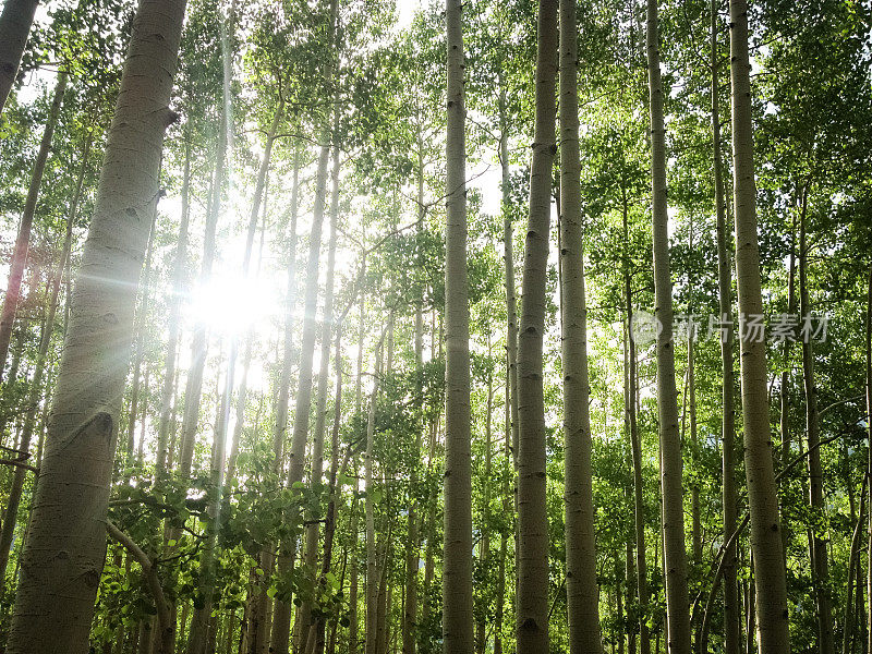 Mobilestock山杨岩石山景观