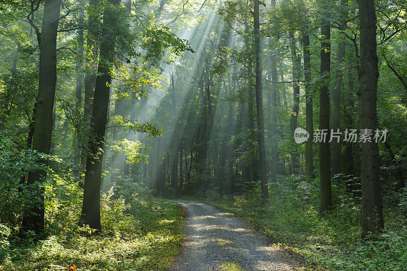 徒步小径穿过混合的落叶林与阳光