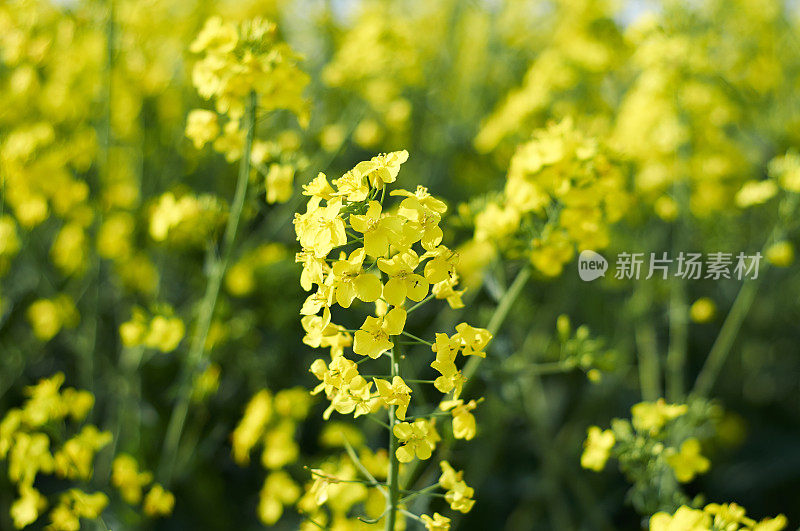 黄色油菜籽植物