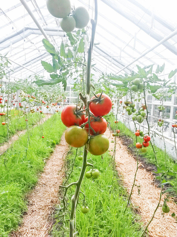 番茄在温室里种植