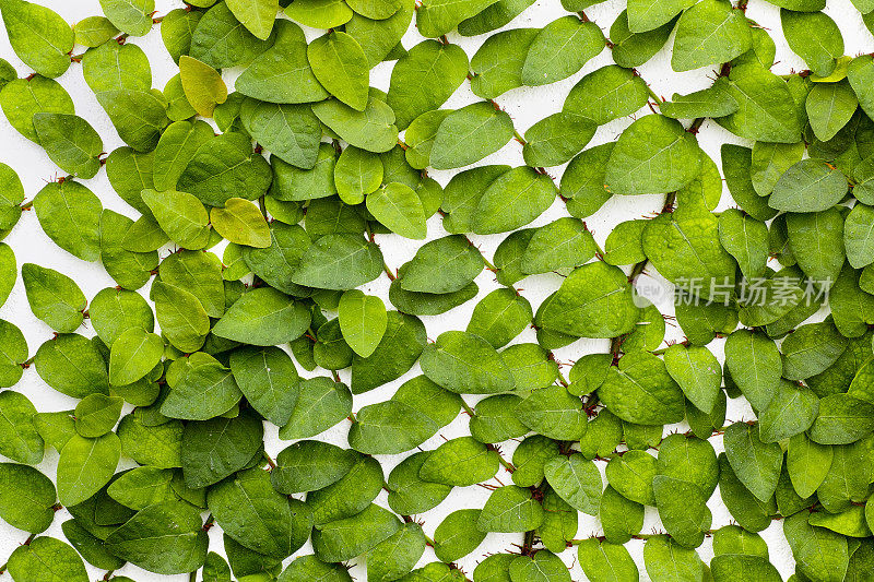 生长在白色花园墙上的攀缘植物。