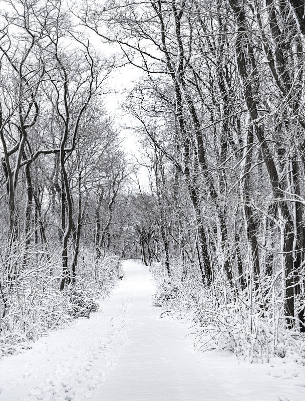 雪后的路在冬天的森林里