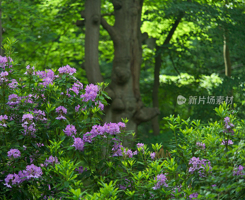 山毛榉林中的杜鹃花