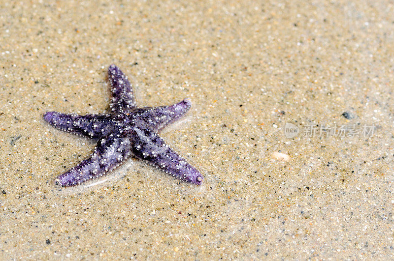 海滩上的海星