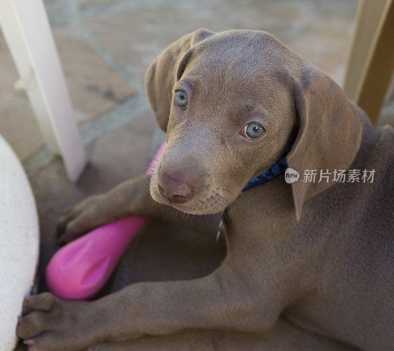 威玛猎犬小狗在休息